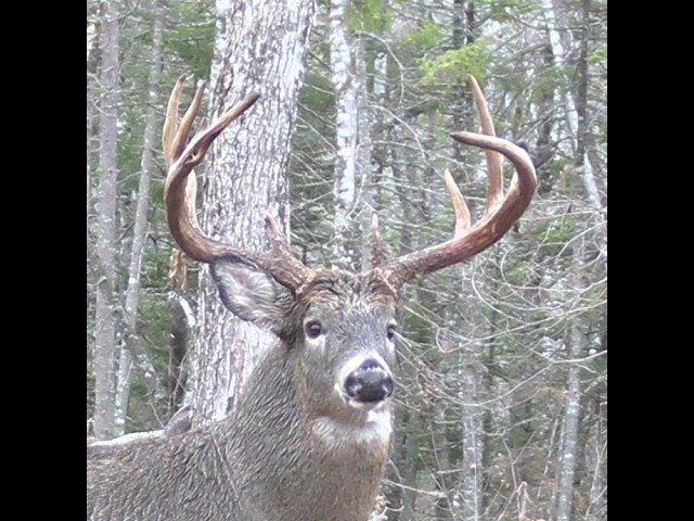 Nova Scotia Whitetail Deer Hunt 2024 - Hunting Ghost