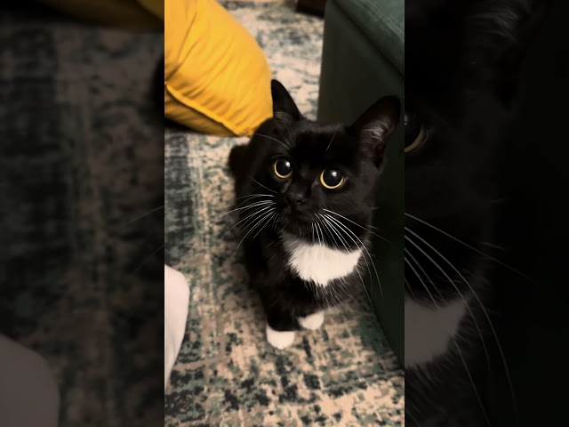 look at those big boba eyes 🥹 📽:figgypuddin_ #cat #cats #usa