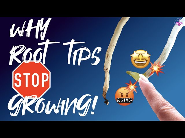 Protect your root tips! | My TOP 7 tips to prevent root tips from dying back 🙌🏼 #ninjaorchids