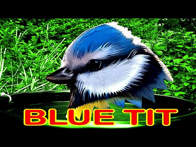 Blue Tits: Nature's Tiny Acrobats 🤸