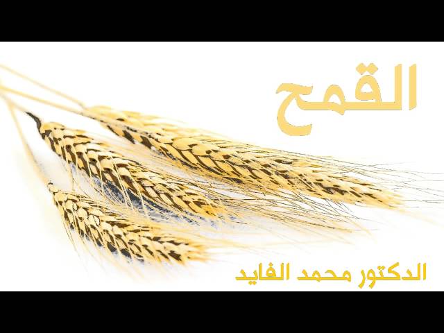 ble   Mohamed faid فوائد القمح -  د محمد الفايد