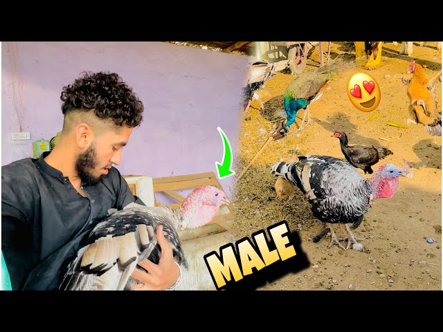 HUMARI DONA TURKEY MALE NAKLA 😍😅#pigeon #birds #dailyvlogs #funny #mashallah #treanding