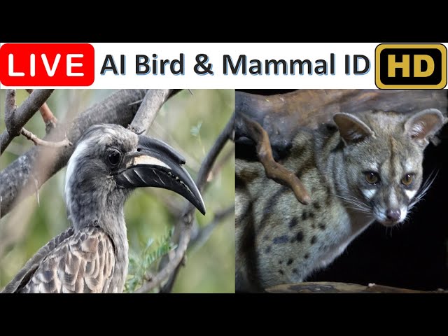 🔴LIVE - Africa Wildlife | Magnificent Birds, Bushbabies, Genets & Bats