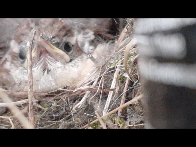 LIVE Carolina Wren Nest