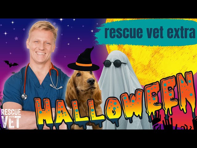 Mango's 1st Halloween!! And top tips to keep your pet safe this spooky season 🎃| Rescue Vet Extra