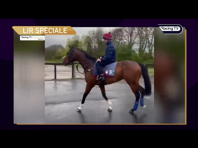 "He's moving as well as we've ever had him move" - positive news on Lir Speciale (09/11/24)