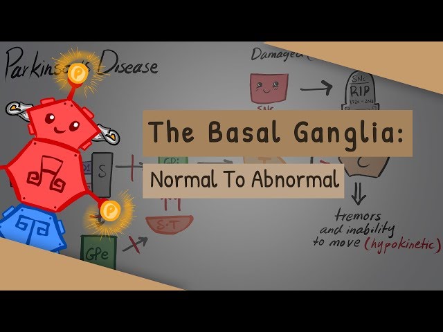 The Basal Ganglia: The direct and indirect pathways