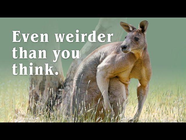 Kangaroos - The Good, the Bad and the Weird