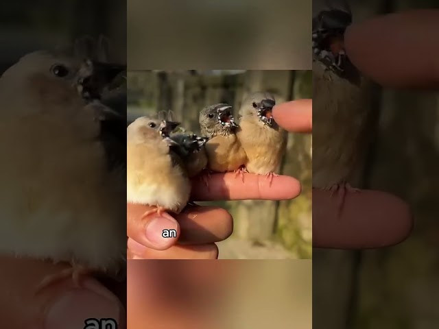 Strange Baby Bird Abandoned By Their Mom