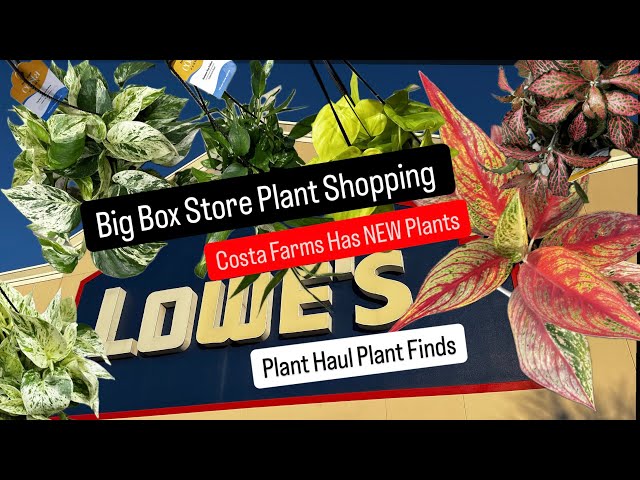 Big Box Store Plant Shopping Lowe's New Costa Farms Houseplants Snow Queen Pothos Aglaonemas Plants