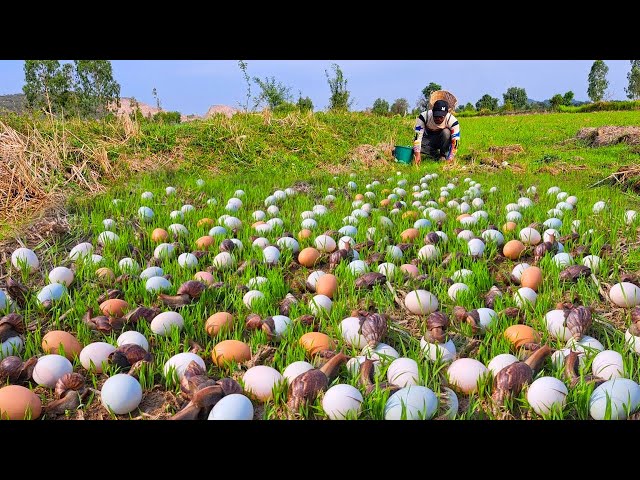 BEST amazing - pick a lot of duck eggs and catch snails in the dry field by hand a female farmer