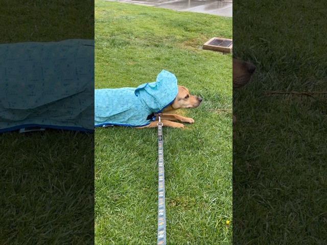 Rescue puppy braves rain for first time ever