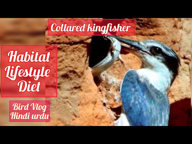 Kingfisher indian bird #kingfisher #nest #birdslover #birdfood #gardening #vlog5