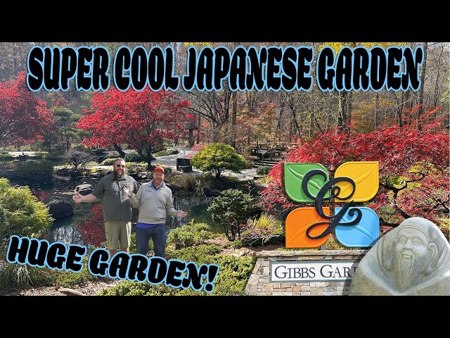 Gibbs Garden: Amazing Japanese Garden in the South | Mature Japanese Maples in Fall Color!