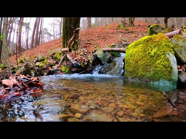 SOUND OF RUNNING WATER IN THE FOREST