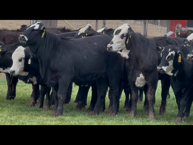 J&J Cattle Co: Black Whiteface Replacement Heifers