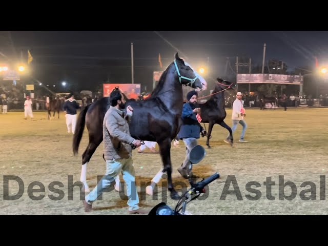 🐎Horse Show🐎📍Moga,Punjab #horse #horses #horseracing #horseriding #horselover #horsepower #horselife