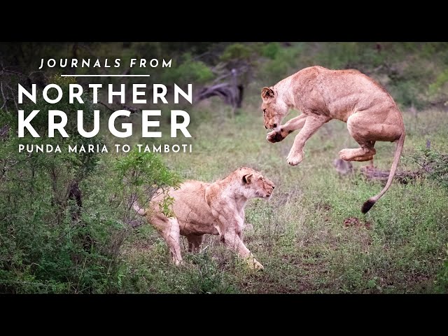 Journals From Kruger National Park