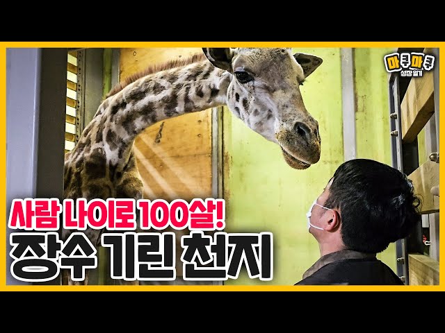 (SUB) Long Life Giraffe 'Chunji' 100 Years Old In Human Years 🦒 │ Everland Lost Valley