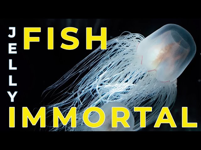 The Immortal Jellyfish: Unveiling the Secrets of Turritopsis dohrnii’s Incredible Life Cycle