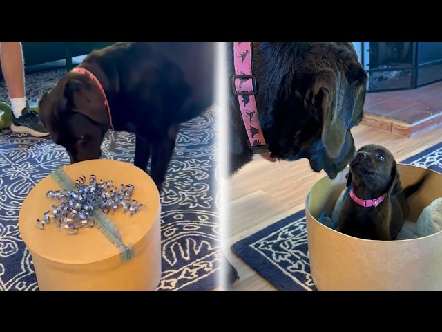 Lonely Dog Opens Gift To Discover New Puppy Best Friend