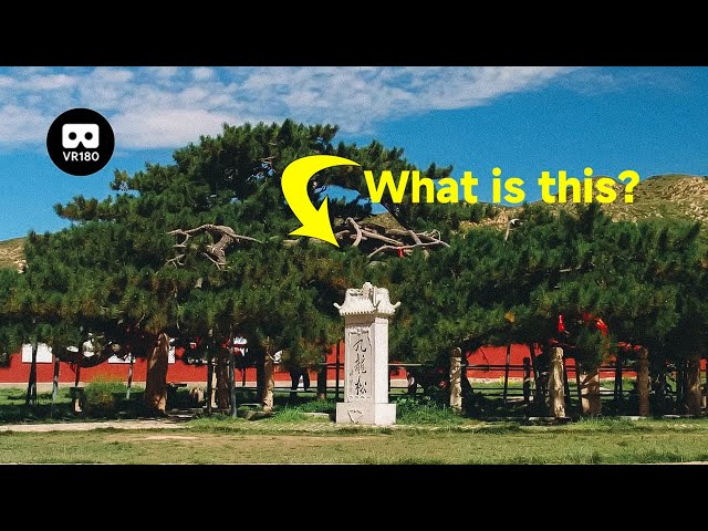 【VR180】I saw the most fantastic pine trees in China(Trailer)