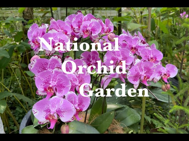 [180VR] National Orchid Garden, Singapore