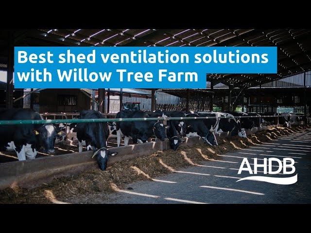 Best shed ventilation solutions with Willow Tree Farm | AHDB Dairy 360 tour