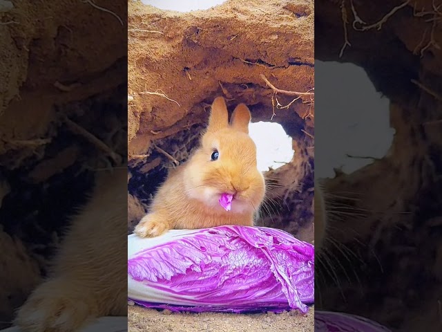 200. Rabbits are eating cabbage #cute #rabbitt #animals #pets #eating #reels #shorts #babyrabbit