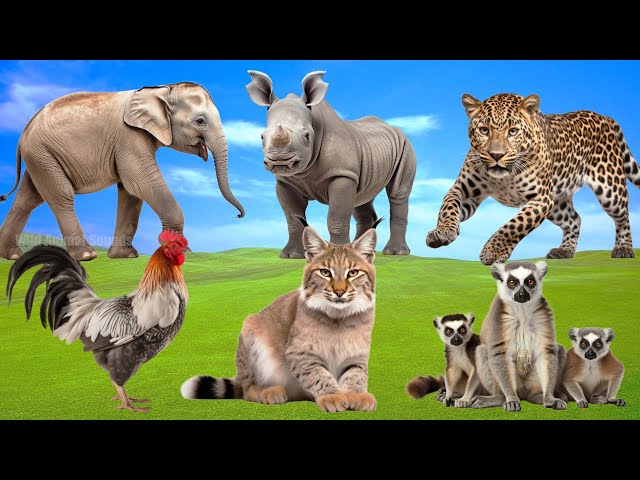 Amazing Sounds of Familiar Animals Around Us: Elephant, Lemurs, Cheetah, Cougar,... - Animal Moments