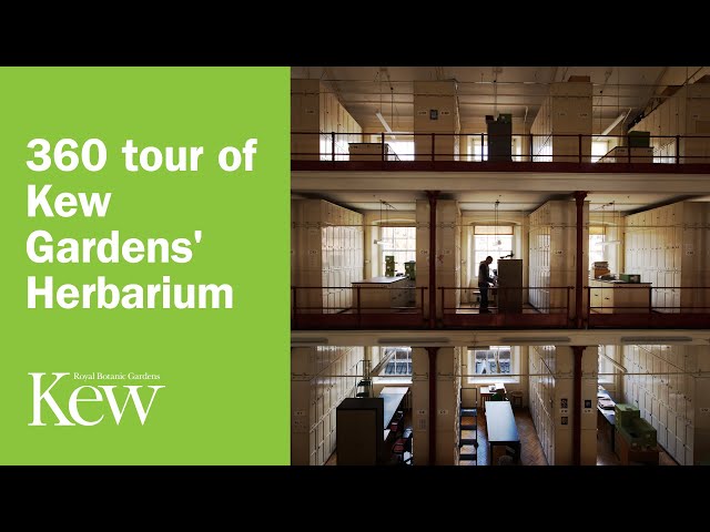 360 tour of Kew Gardens' Herbarium