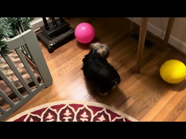 Cute Yorkshire Terrier playing ball game is really exciting 可爱约克夏玩球游戏真精彩