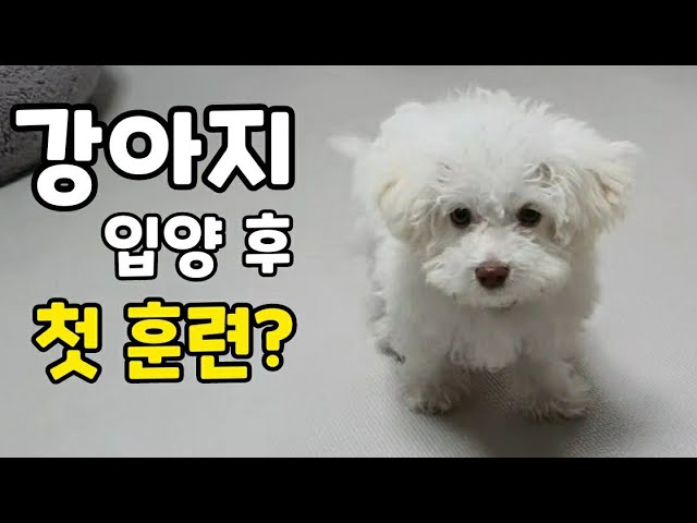 강아지 입양 하고 첫 훈련. 언제, 어떻게 하는게 좋을까?