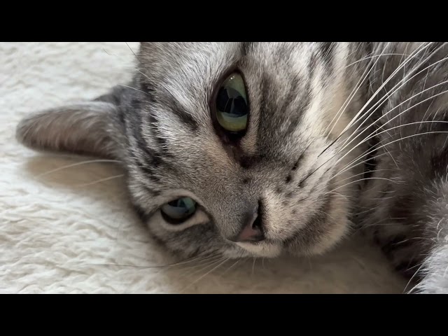 Cat making purring sounds on a soft blanket. [Sleep ASMR]