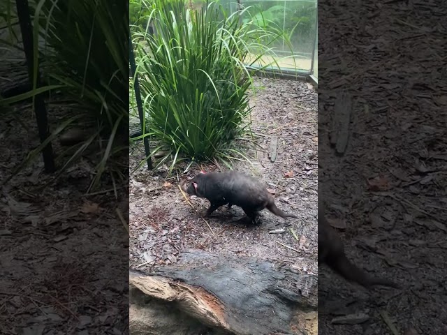 The Tasmanian Devil living in Sydney Wildlife Park