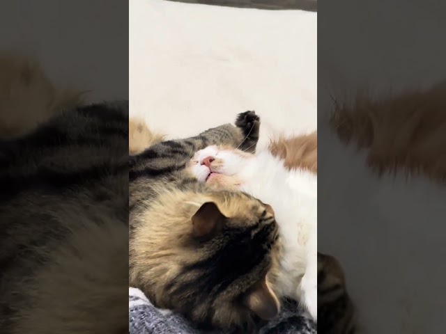 Maine Coon | Che soci!😹Mike è così assonnato 💤che si lascia fare di tutto dal birichino Mambo 😼