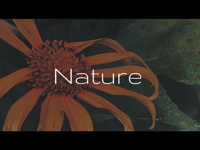 Cinematic Nature Video | Relaxing Video | #nature #cinematic