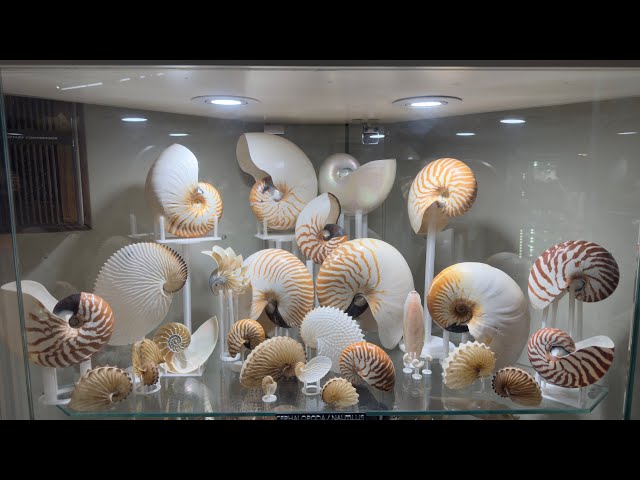 Museum of shells and marine fossils