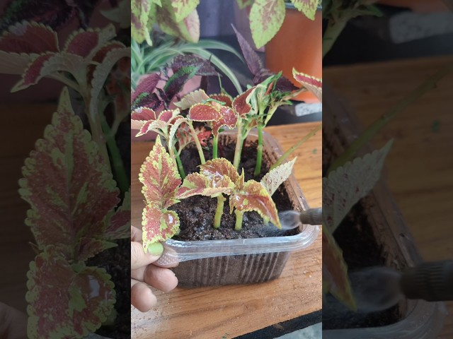 Coleus propagation from cuttings #houseplants #garden #shorts #plantcare #diy