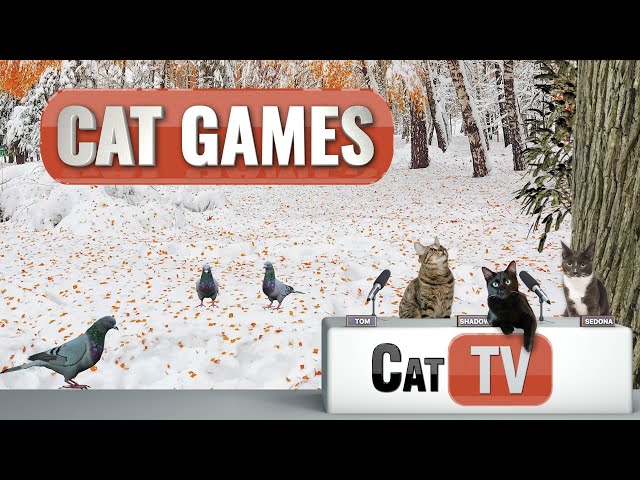 CAT Games | Nature, Birds and Windows | 3D Videos For Cats to Watch | 😼