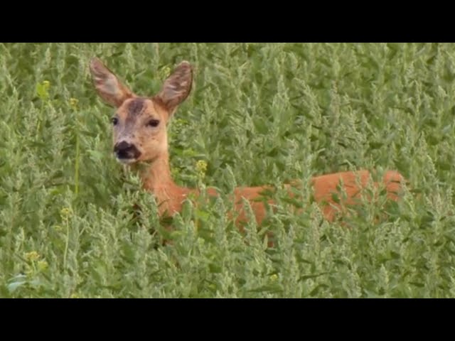 Ducomentary History Wildlife