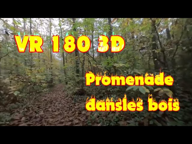 VR 180 3D   Promenons nous dans le bois   5 7K VUZE XR