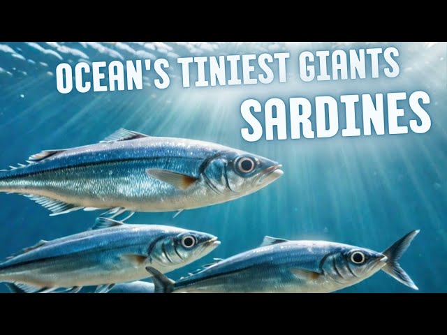 🌊 Discovering the Ocean's Tiniest Giants: The Secret Life of Sardines 🐟