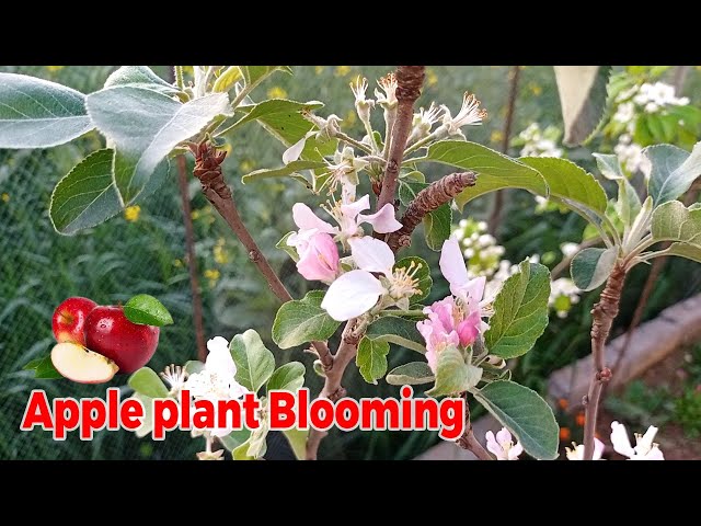 Flowering on Ana Apple plant, how to grow and care apple plant