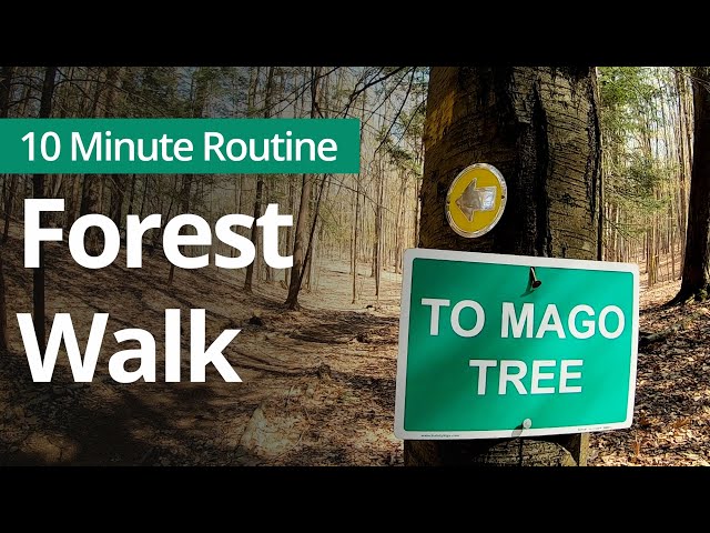 Nature FOREST WALK in the Catskills | 10 Minute Daily Routines