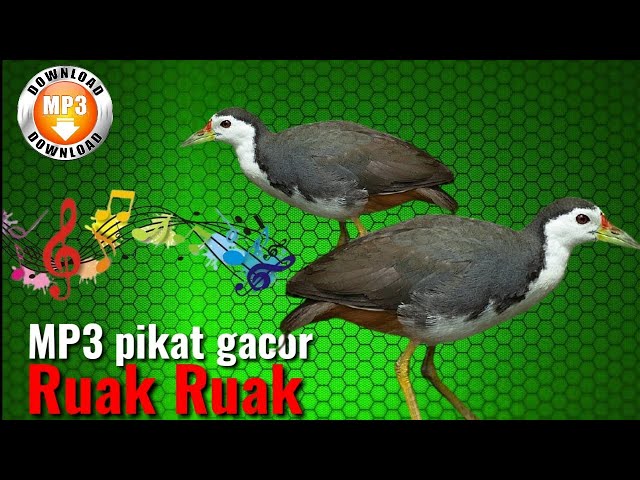 suara pikat burung ruak ruak top