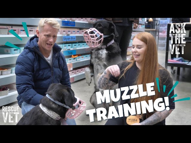 How to muzzle train your dog? Feat. The Muzzle Movement | Ask the Vet with Dr Scott Miller