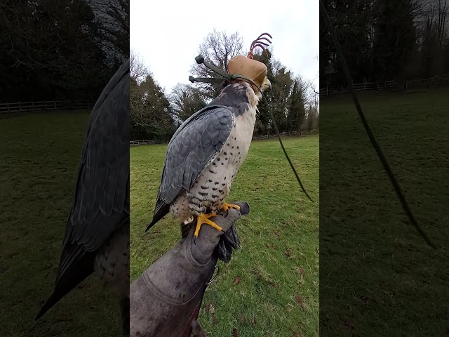 Hooded Lanner Falcon on the Fist!