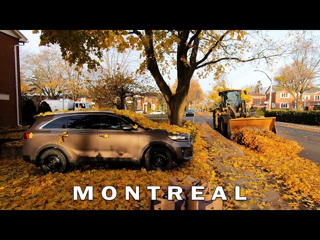 Montreal Autumn Morning Walk - November 2021