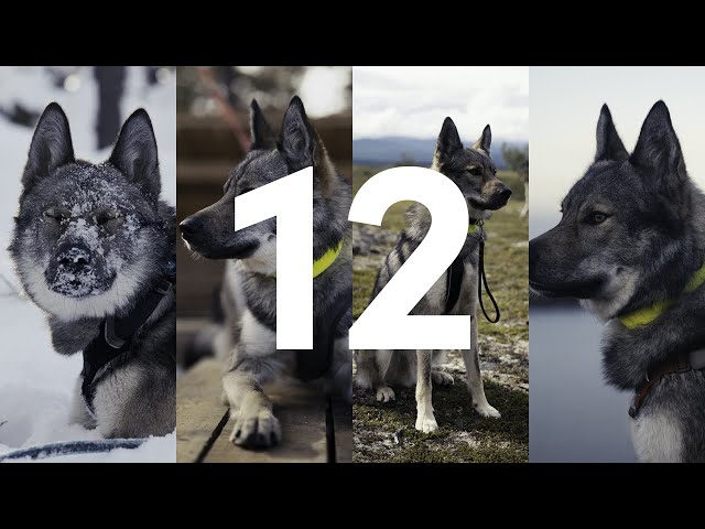 12 Months of Hiking and Camping with Tamaskan dog - A story